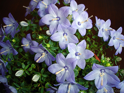 Balloon Flower -Chinese Bellflower-. <i>(Family: Campanulaceae, Species: Platycodon grandiflorus)</i> <br>Photo Date: June 2010, Location: Turkey/Istanbul-Mother`s Flowers, By: Artislamic.com