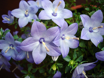 Balon -an- iei resmi. <i>(Ailesi: Campanulaceae, Tr: Platycodon grandiflorus)</i> <br>ekim Tarihi: Haziran 2010, Yer: stanbul-Annemin iekleri, Fotoraf: islamiSanat.net