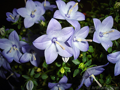 Balon -an- iei resmi. <i>(Ailesi: Campanulaceae, Tr: Platycodon grandiflorus)</i> <br>ekim Tarihi: Haziran 2010, Yer: stanbul-Annemin iekleri, Fotoraf: islamiSanat.net