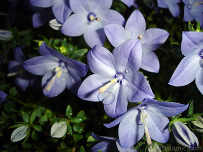 Balloon Flower -Chinese Bellflower-. <i>(Family: Campanulaceae, Species: Platycodon grandiflorus)</i> <br>Photo Date: June 2010, Location: Turkey/Istanbul-Mother`s Flowers, By: Artislamic.com