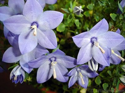 Balloon Flower -Chinese Bellflower-. <i>(Family: Campanulaceae, Species: Platycodon grandiflorus)</i> <br>Photo Date: June 2010, Location: Turkey/Istanbul-Mother`s Flowers, By: Artislamic.com