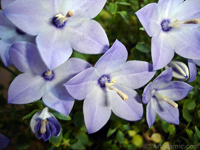 Balon -an- iei resmi. <i>(Ailesi: Campanulaceae, Tr: Platycodon grandiflorus)</i> <br>ekim Tarihi: Haziran 2010, Yer: stanbul-Annemin iekleri, Fotoraf: islamiSanat.net