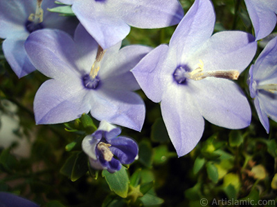 Balon -an- iei resmi. <i>(Ailesi: Campanulaceae, Tr: Platycodon grandiflorus)</i> <br>ekim Tarihi: Haziran 2010, Yer: stanbul-Annemin iekleri, Fotoraf: islamiSanat.net