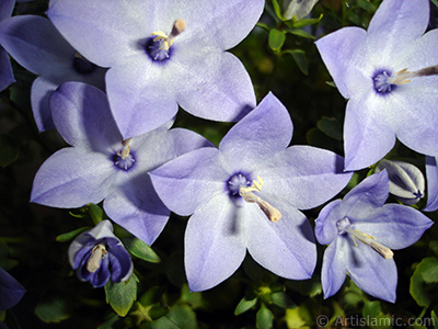 Balloon Flower -Chinese Bellflower-. <i>(Family: Campanulaceae, Species: Platycodon grandiflorus)</i> <br>Photo Date: June 2010, Location: Turkey/Istanbul-Mother`s Flowers, By: Artislamic.com