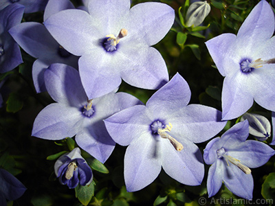 Balon -an- iei resmi. <i>(Ailesi: Campanulaceae, Tr: Platycodon grandiflorus)</i> <br>ekim Tarihi: Haziran 2010, Yer: stanbul-Annemin iekleri, Fotoraf: islamiSanat.net