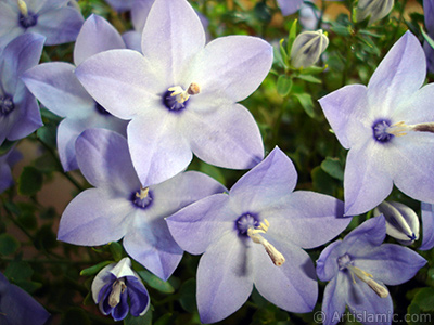 Balloon Flower -Chinese Bellflower-. <i>(Family: Campanulaceae, Species: Platycodon grandiflorus)</i> <br>Photo Date: June 2010, Location: Turkey/Istanbul-Mother`s Flowers, By: Artislamic.com