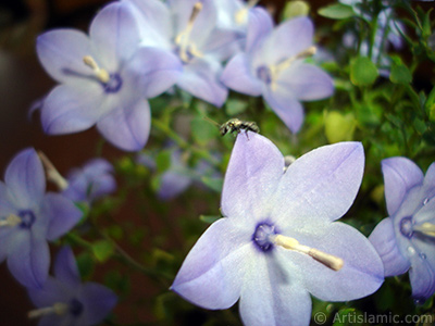 Balon -an- iei resmi. <i>(Ailesi: Campanulaceae, Tr: Platycodon grandiflorus)</i> <br>ekim Tarihi: Haziran 2010, Yer: stanbul-Annemin iekleri, Fotoraf: islamiSanat.net