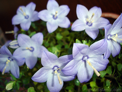 Balloon Flower -Chinese Bellflower-. <i>(Family: Campanulaceae, Species: Platycodon grandiflorus)</i> <br>Photo Date: June 2010, Location: Turkey/Istanbul-Mother`s Flowers, By: Artislamic.com