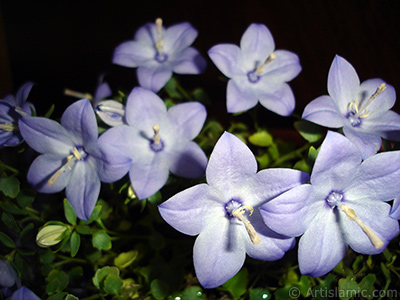 Balloon Flower -Chinese Bellflower-. <i>(Family: Campanulaceae, Species: Platycodon grandiflorus)</i> <br>Photo Date: June 2010, Location: Turkey/Istanbul-Mother`s Flowers, By: Artislamic.com