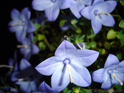 Balloon Flower -Chinese Bellflower-. <i>(Family: Campanulaceae, Species: Platycodon grandiflorus)</i> <br>Photo Date: June 2010, Location: Turkey/Istanbul-Mother`s Flowers, By: Artislamic.com