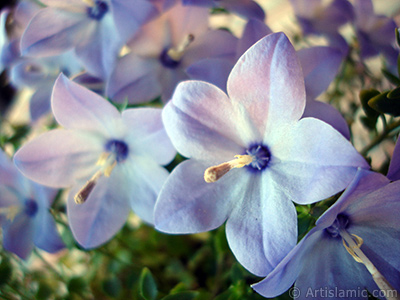 Balloon Flower -Chinese Bellflower-. <i>(Family: Campanulaceae, Species: Platycodon grandiflorus)</i> <br>Photo Date: June 2010, Location: Turkey/Istanbul-Mother`s Flowers, By: Artislamic.com