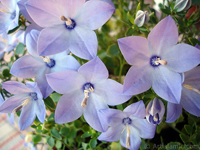 Balloon Flower -Chinese Bellflower-. <i>(Family: Campanulaceae, Species: Platycodon grandiflorus)</i> <br>Photo Date: June 2010, Location: Turkey/Istanbul-Mother`s Flowers, By: Artislamic.com