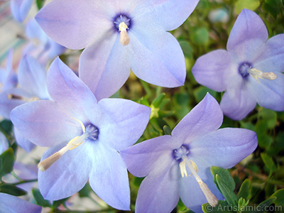 Balloon Flower -Chinese Bellflower-. <i>(Family: Campanulaceae, Species: Platycodon grandiflorus)</i> <br>Photo Date: June 2010, Location: Turkey/Istanbul-Mother`s Flowers, By: Artislamic.com