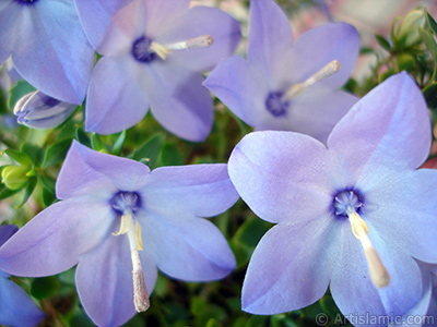 Balloon Flower -Chinese Bellflower-. <i>(Family: Campanulaceae, Species: Platycodon grandiflorus)</i> <br>Photo Date: June 2010, Location: Turkey/Istanbul-Mother`s Flowers, By: Artislamic.com