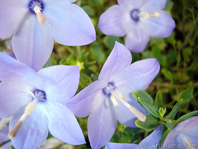 Balon -an- iei resmi. <i>(Ailesi: Campanulaceae, Tr: Platycodon grandiflorus)</i> <br>ekim Tarihi: Haziran 2010, Yer: stanbul-Annemin iekleri, Fotoraf: islamiSanat.net