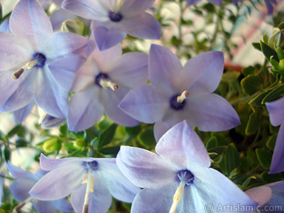 Balloon Flower -Chinese Bellflower-. <i>(Family: Campanulaceae, Species: Platycodon grandiflorus)</i> <br>Photo Date: June 2010, Location: Turkey/Istanbul-Mother`s Flowers, By: Artislamic.com