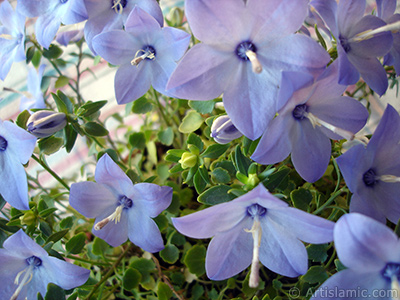 Balon -an- iei resmi. <i>(Ailesi: Campanulaceae, Tr: Platycodon grandiflorus)</i> <br>ekim Tarihi: Haziran 2010, Yer: stanbul-Annemin iekleri, Fotoraf: islamiSanat.net