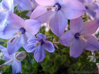 Balon -an- iei resmi. <i>(Ailesi: Campanulaceae, Tr: Platycodon grandiflorus)</i> <br>ekim Tarihi: Haziran 2010, Yer: stanbul-Annemin iekleri, Fotoraf: islamiSanat.net