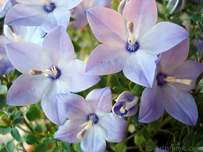 Balloon Flower -Chinese Bellflower-. <i>(Family: Campanulaceae, Species: Platycodon grandiflorus)</i> <br>Photo Date: June 2010, Location: Turkey/Istanbul-Mother`s Flowers, By: Artislamic.com