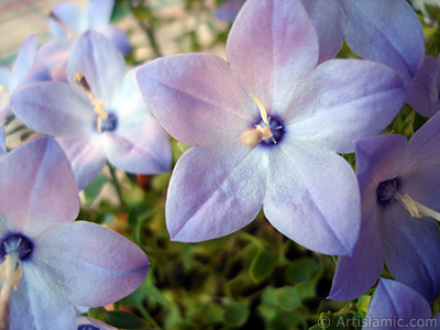 Balon -an- iei resmi. <i>(Ailesi: Campanulaceae, Tr: Platycodon grandiflorus)</i> <br>ekim Tarihi: Haziran 2010, Yer: stanbul-Annemin iekleri, Fotoraf: islamiSanat.net