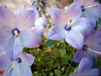 Balon -an- iei resmi. <i>(Ailesi: Campanulaceae, Tr: Platycodon grandiflorus)</i> <br>ekim Tarihi: Haziran 2010, Yer: stanbul-Annemin iekleri, Fotoraf: islamiSanat.net