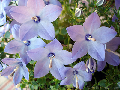 Balloon Flower -Chinese Bellflower-. <i>(Family: Campanulaceae, Species: Platycodon grandiflorus)</i> <br>Photo Date: June 2010, Location: Turkey/Istanbul-Mother`s Flowers, By: Artislamic.com