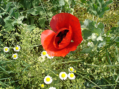 Red poppy flower. -Corn poppy, corn rose, field poppy, flanders poppy, red poppy, red weed- <i>(Family: Papaveraceae, Species: Papaver rhoeas)</i> <br>Photo Date: May 2007, Location: Turkey/Sakarya, By: Artislamic.com