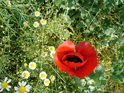 Red poppy flower. -Corn poppy, corn rose, field poppy, flanders poppy, red poppy, red weed- <i>(Family: Papaveraceae, Species: Papaver rhoeas)</i> <br>Photo Date: May 2007, Location: Turkey/Sakarya, By: Artislamic.com