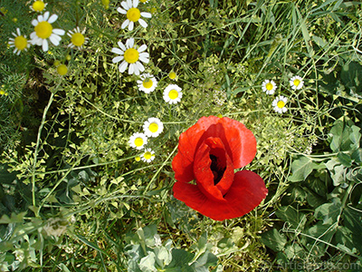 Red poppy flower. -Corn poppy, corn rose, field poppy, flanders poppy, red poppy, red weed- <i>(Family: Papaveraceae, Species: Papaver rhoeas)</i> <br>Photo Date: May 2007, Location: Turkey/Sakarya, By: Artislamic.com