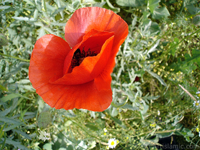 Red poppy flower. -Corn poppy, corn rose, field poppy, flanders poppy, red poppy, red weed- <i>(Family: Papaveraceae, Species: Papaver rhoeas)</i> <br>Photo Date: May 2007, Location: Turkey/Sakarya, By: Artislamic.com