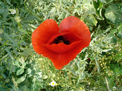 Red poppy flower. -Corn poppy, corn rose, field poppy, flanders poppy, red poppy, red weed- <i>(Family: Papaveraceae, Species: Papaver rhoeas)</i> <br>Photo Date: May 2007, Location: Turkey/Sakarya, By: Artislamic.com