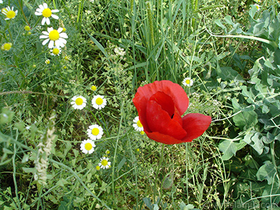 Red poppy flower. -Corn poppy, corn rose, field poppy, flanders poppy, red poppy, red weed- <i>(Family: Papaveraceae, Species: Papaver rhoeas)</i> <br>Photo Date: May 2007, Location: Turkey/Sakarya, By: Artislamic.com