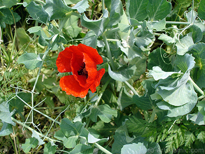 Red poppy flower. -Corn poppy, corn rose, field poppy, flanders poppy, red poppy, red weed- <i>(Family: Papaveraceae, Species: Papaver rhoeas)</i> <br>Photo Date: May 2007, Location: Turkey/Sakarya, By: Artislamic.com