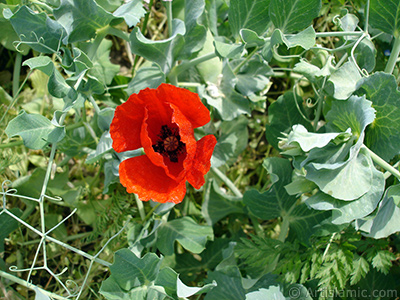 Red poppy flower. -Corn poppy, corn rose, field poppy, flanders poppy, red poppy, red weed- <i>(Family: Papaveraceae, Species: Papaver rhoeas)</i> <br>Photo Date: May 2007, Location: Turkey/Sakarya, By: Artislamic.com