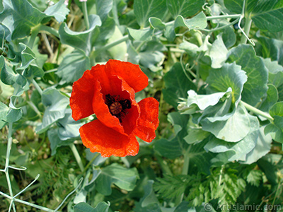 Red poppy flower. -Corn poppy, corn rose, field poppy, flanders poppy, red poppy, red weed- <i>(Family: Papaveraceae, Species: Papaver rhoeas)</i> <br>Photo Date: May 2007, Location: Turkey/Sakarya, By: Artislamic.com