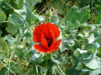 Red poppy flower. -Corn poppy, corn rose, field poppy, flanders poppy, red poppy, red weed- <i>(Family: Papaveraceae, Species: Papaver rhoeas)</i> <br>Photo Date: May 2007, Location: Turkey/Sakarya, By: Artislamic.com