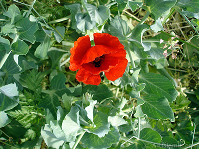 Red poppy flower. -Corn poppy, corn rose, field poppy, flanders poppy, red poppy, red weed- <i>(Family: Papaveraceae, Species: Papaver rhoeas)</i> <br>Photo Date: May 2007, Location: Turkey/Sakarya, By: Artislamic.com