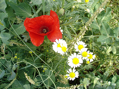 Red poppy flower. -Corn poppy, corn rose, field poppy, flanders poppy, red poppy, red weed- <i>(Family: Papaveraceae, Species: Papaver rhoeas)</i> <br>Photo Date: May 2007, Location: Turkey/Sakarya, By: Artislamic.com