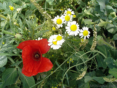 Red poppy flower. -Corn poppy, corn rose, field poppy, flanders poppy, red poppy, red weed- <i>(Family: Papaveraceae, Species: Papaver rhoeas)</i> <br>Photo Date: May 2007, Location: Turkey/Sakarya, By: Artislamic.com