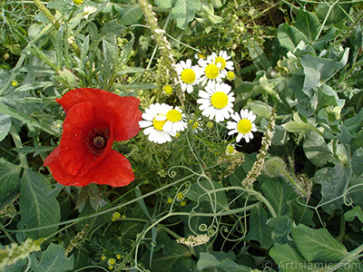 Red poppy flower. -Corn poppy, corn rose, field poppy, flanders poppy, red poppy, red weed- <i>(Family: Papaveraceae, Species: Papaver rhoeas)</i> <br>Photo Date: May 2007, Location: Turkey/Sakarya, By: Artislamic.com