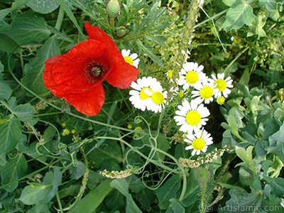 Red poppy flower. -Corn poppy, corn rose, field poppy, flanders poppy, red poppy, red weed- <i>(Family: Papaveraceae, Species: Papaver rhoeas)</i> <br>Photo Date: May 2007, Location: Turkey/Sakarya, By: Artislamic.com