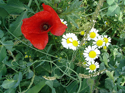 Red poppy flower. -Corn poppy, corn rose, field poppy, flanders poppy, red poppy, red weed- <i>(Family: Papaveraceae, Species: Papaver rhoeas)</i> <br>Photo Date: May 2007, Location: Turkey/Sakarya, By: Artislamic.com