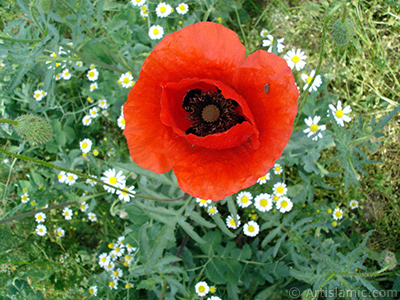 Krmz gelincik iei ve zerinde minik bir bcek, arka planda papatyalar. <i>(Ailesi: Papaveraceae, Tr: Papaver rhoeas)</i> <br>ekim Tarihi: Mays 2007, Yer: Sakarya, Fotoraf: islamiSanat.net