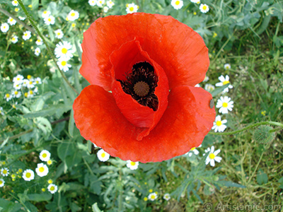 Krmz gelincik iei ve zerinde minik bir bcek, arka planda papatyalar. <i>(Ailesi: Papaveraceae, Tr: Papaver rhoeas)</i> <br>ekim Tarihi: Mays 2007, Yer: Sakarya, Fotoraf: islamiSanat.net