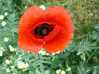 Krmz gelincik iei ve zerinde minik bir bcek, arka planda papatyalar. <i>(Ailesi: Papaveraceae, Tr: Papaver rhoeas)</i> <br>ekim Tarihi: Mays 2007, Yer: Sakarya, Fotoraf: islamiSanat.net