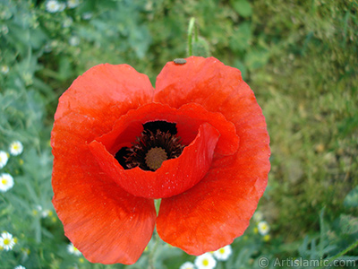 Krmz gelincik iei ve zerinde minik bir bcek, arka planda papatyalar. <i>(Ailesi: Papaveraceae, Tr: Papaver rhoeas)</i> <br>ekim Tarihi: Mays 2007, Yer: Sakarya, Fotoraf: islamiSanat.net