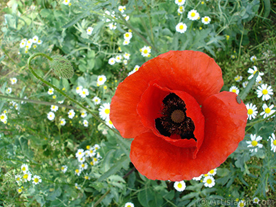 Krmz gelincik iei ve zerinde minik bir bcek, arka planda papatyalar. <i>(Ailesi: Papaveraceae, Tr: Papaver rhoeas)</i> <br>ekim Tarihi: Mays 2007, Yer: Sakarya, Fotoraf: islamiSanat.net