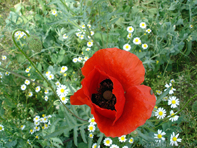 Krmz gelincik iei ve zerinde minik bir bcek, arka planda papatyalar. <i>(Ailesi: Papaveraceae, Tr: Papaver rhoeas)</i> <br>ekim Tarihi: Mays 2007, Yer: Sakarya, Fotoraf: islamiSanat.net