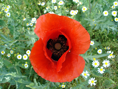 Red poppy flower. -Corn poppy, corn rose, field poppy, flanders poppy, red poppy, red weed- <i>(Family: Papaveraceae, Species: Papaver rhoeas)</i> <br>Photo Date: May 2007, Location: Turkey/Sakarya, By: Artislamic.com