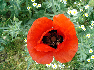 Red poppy flower. -Corn poppy, corn rose, field poppy, flanders poppy, red poppy, red weed- <i>(Family: Papaveraceae, Species: Papaver rhoeas)</i> <br>Photo Date: May 2007, Location: Turkey/Sakarya, By: Artislamic.com